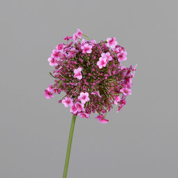 Allium 46cm