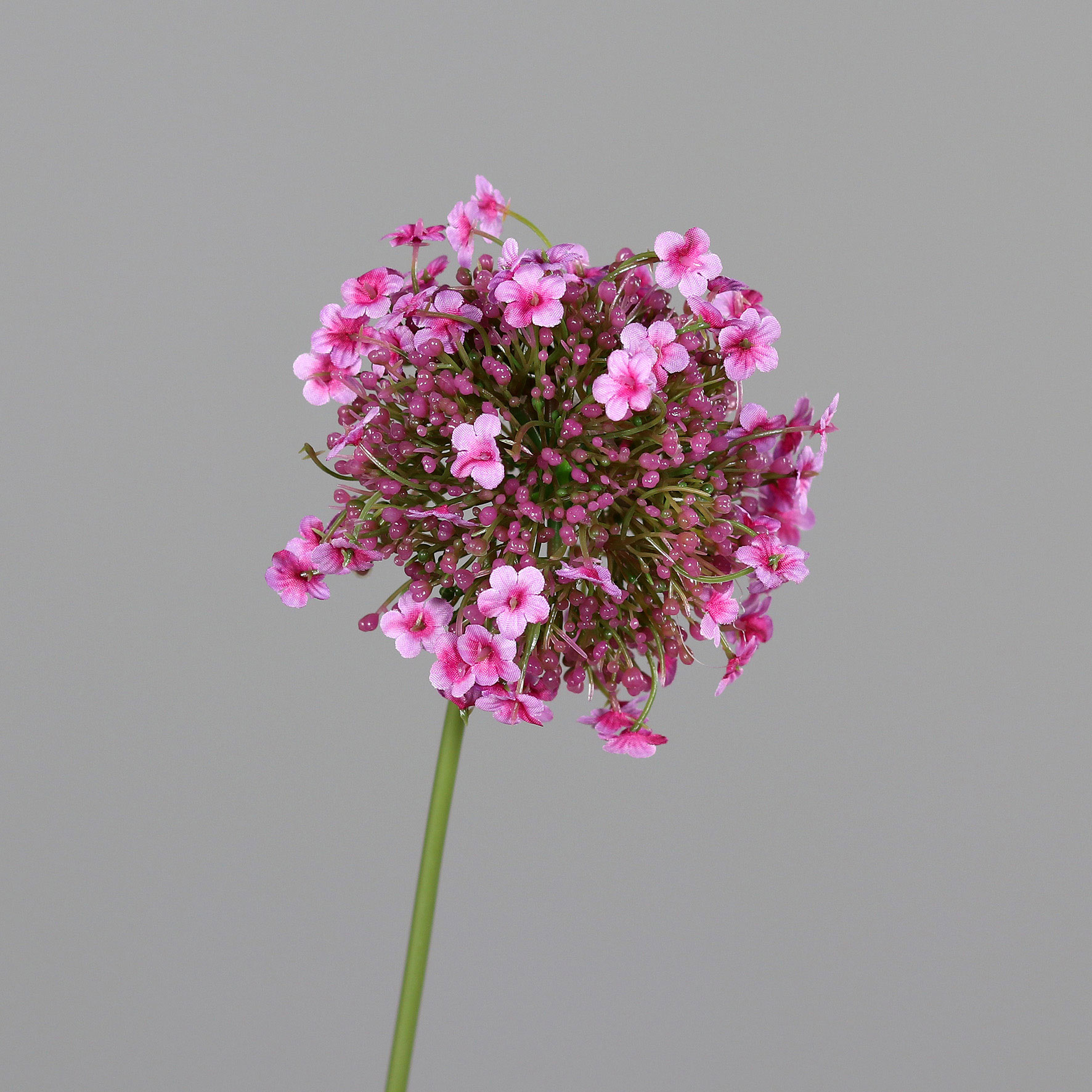 Allium 46cm image number null